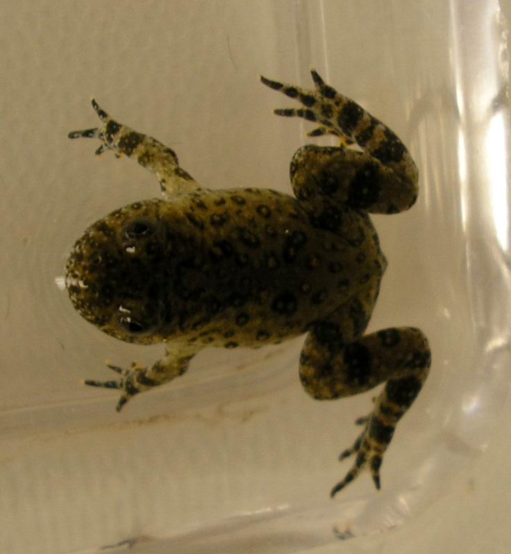 Bombina pachypus.......